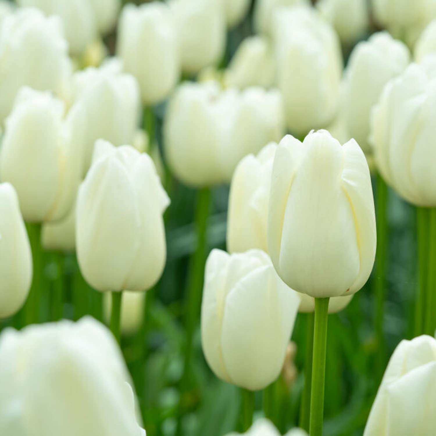 Tulppaani 'Maureen'